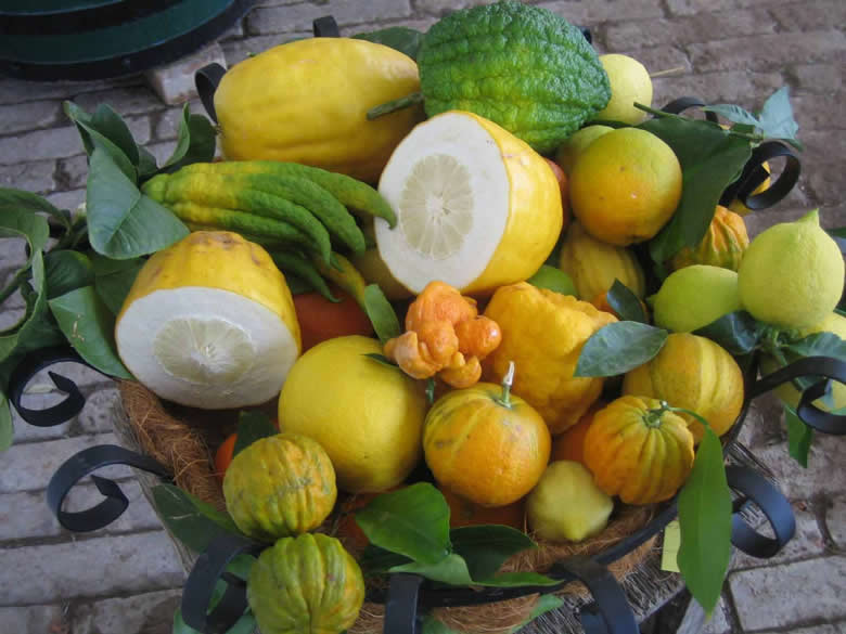 Dni citrusov