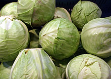 Kapusta - Máj - FLORA.sk ( KVETY - ZÁHRADA - CHALUPA - LIFESTYLE