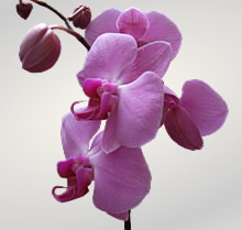 Orchidea - ružová, foto: FLORA.sk